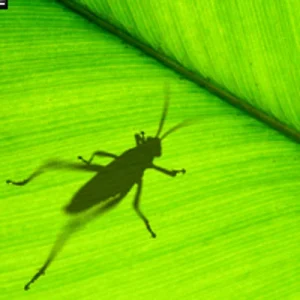 Grasshopper Cheat Sheet